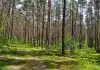 green grass field with trees