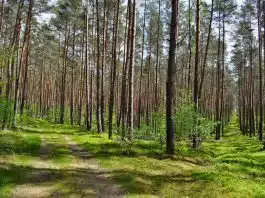 5 façons de reconnaître les produits écologiques green grass field with trees