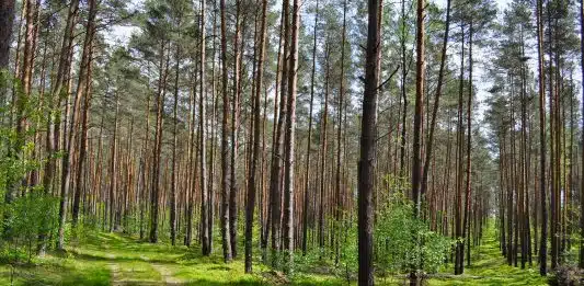 5 façons de reconnaître les produits écologiques green grass field with trees