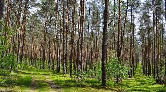 green grass field with trees