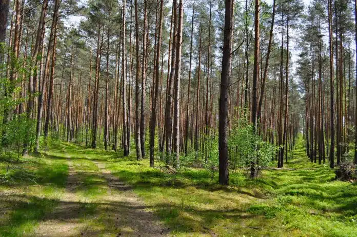 green grass field with trees